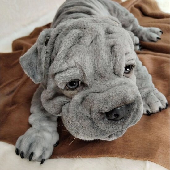 Blue Eyes Blue Shar Pei Puppies Basset Hound Shar Pei Mix Puppies