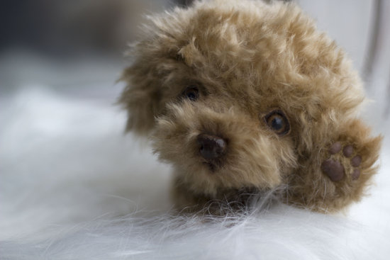 micro toy poodle