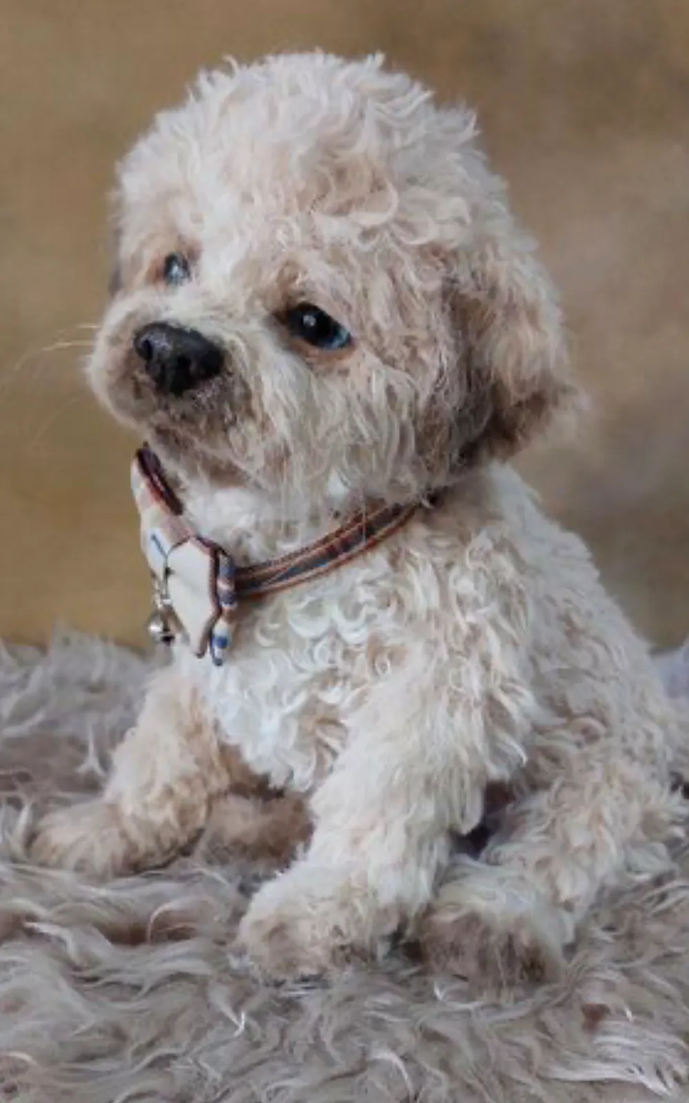 Curly Hair Black Maltipoo Haircuts Maltipoo Curly Hair Small White
